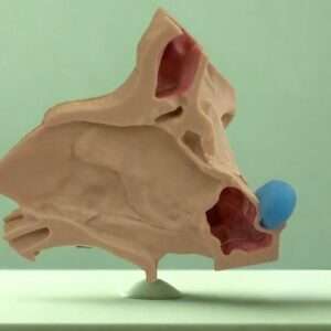 Bookface Sinus Model - Image 8