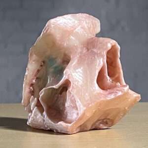 Anatomex 3D Midface Surgical Simulation Cartridge 2