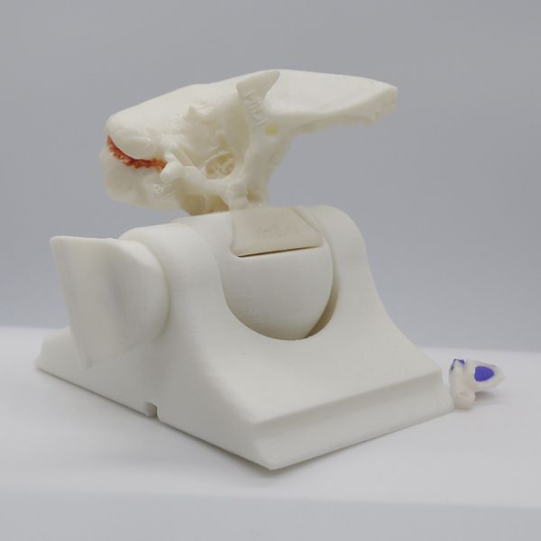 Discover Anatomex 3D Surgical Models For Surgical Simulation Discover Anatomex 3D Surgical Models For Surgical Simulation