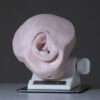 Temporal Bone MAX with Flesh and removable tympanic membrane