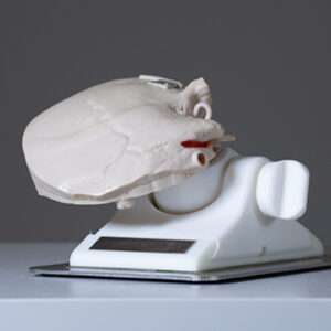 Temporal Bone MAX with Flesh - Image 5
