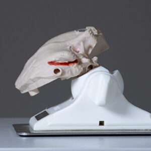 Temporal Bone Ear Model