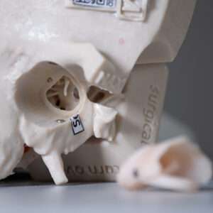 Temporal Bone Ear Model