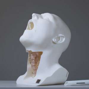 Larynx Model – suitable for flexible and rigid laryngoscope use