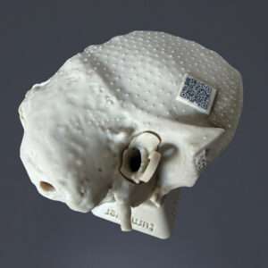 Temporal Bone Ear Model - REG – without flesh ear – TB64r-REG with removable tympanic membrane