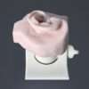Temporal Bone Ear REG with flesh and removable tympanic membrane and mount