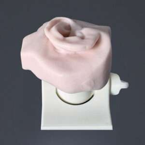 Temporal Bone Ear REG with flesh and removable tympanic membrane and mount
