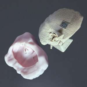 Temporal bone ear REG with flesh layer removed