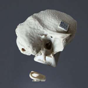 Temporal Bone Ear Model – REG – with removable tympanic membrane