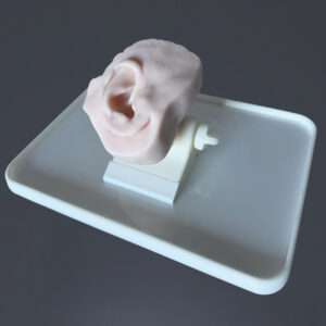 Temporal Bone Ear REG with flesh, removable tympanic membrane, mount and A4 plate with rim