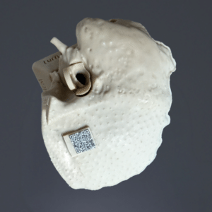 Temporal Bone REG